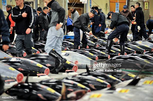 Buyers inspect Bluefin tuna carefully before the year's first tuna auction at Tsukiji Fish Market on January 5, 2014 in Tokyo, Japan. Tsukiji Fish...