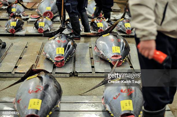 Bluefin tunas are laid on the pallets and ready for buyers to inspect on the year's first auction at Tsukiji Fish Market on January 5, 2014 in Tokyo,...