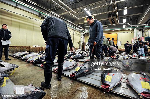 Buyers inspect Bluefin tuna carefully before the year's first tuna auction at Tsukiji Fish Market on January 5, 2014 in Tokyo, Japan. Tsukiji Fish...