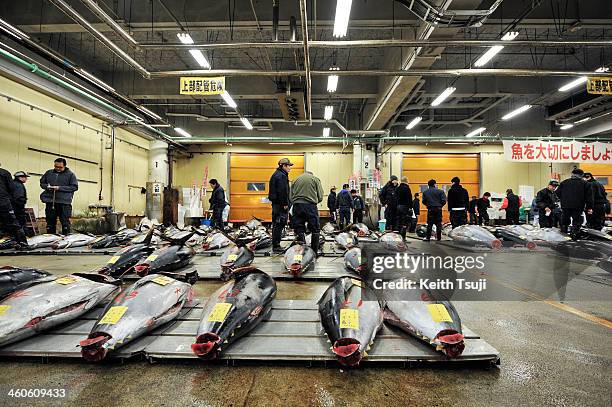 Bluefin tunas are laid on pallets and ready for buyers to inspect on the year's first auction at Tsukiji Fish Market on January 5, 2014 in Tokyo,...