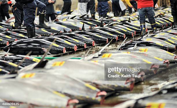 Bluefin tunas are laid on the pallets and ready for buyers to inspect on the year's first auction at Tsukiji Fish Market on January 5, 2014 in Tokyo,...