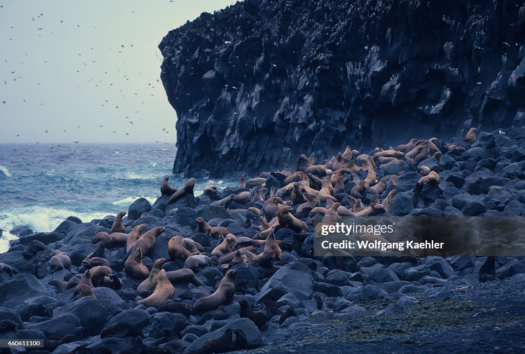 Steller Sea Lions (Eumetopias jubatus), also known as...