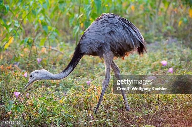 Flightless Rhea 106 Rhea Flightless Bird Stock Photos, High-Res Pictures, and Images ...