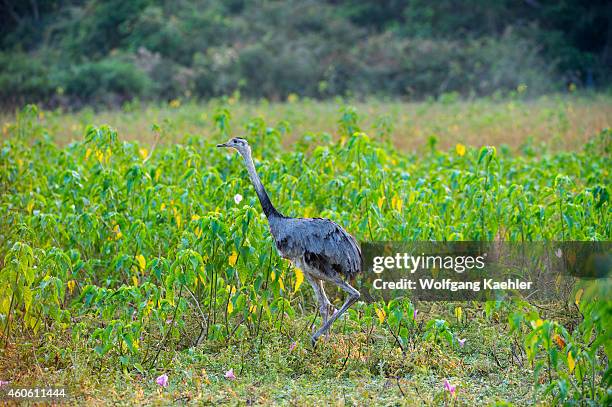 Flightless Rhea 106 Rhea Flightless Bird Stock Photos, High-Res Pictures, and Images ...