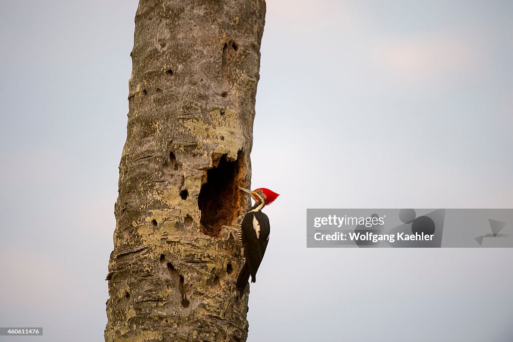 A Lineated woodpecker (Dryocopus lineatus) on a tree near...