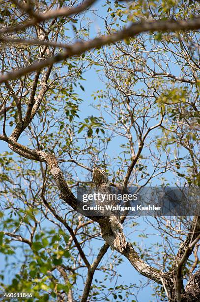 Great potoo perched in a tree near the Pouso Alegre Lodge in the northern Pantanal, Mato Grosso province of Brazil.