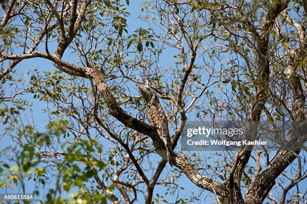 Great potoo perched in a tree near the Pouso Alegre Lodge in the northern Pantanal, Mato Grosso province of Brazil.