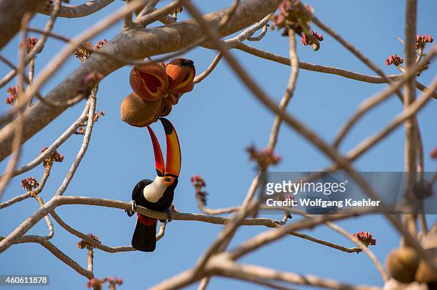 Toco toucan is searching for fruit in a tree at the Pouso Alegre Lodge in the northern Pantanal, Mato Grosso province of Brazil.