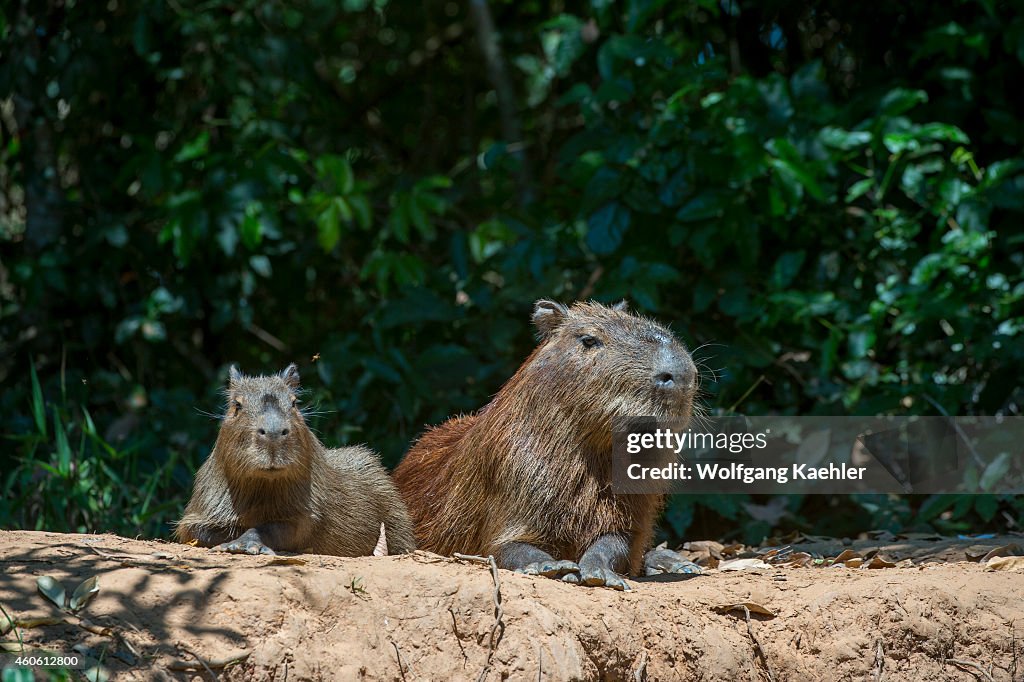 Capybaras (Hydrochoerus hydrochaeris) laying on a river bank...