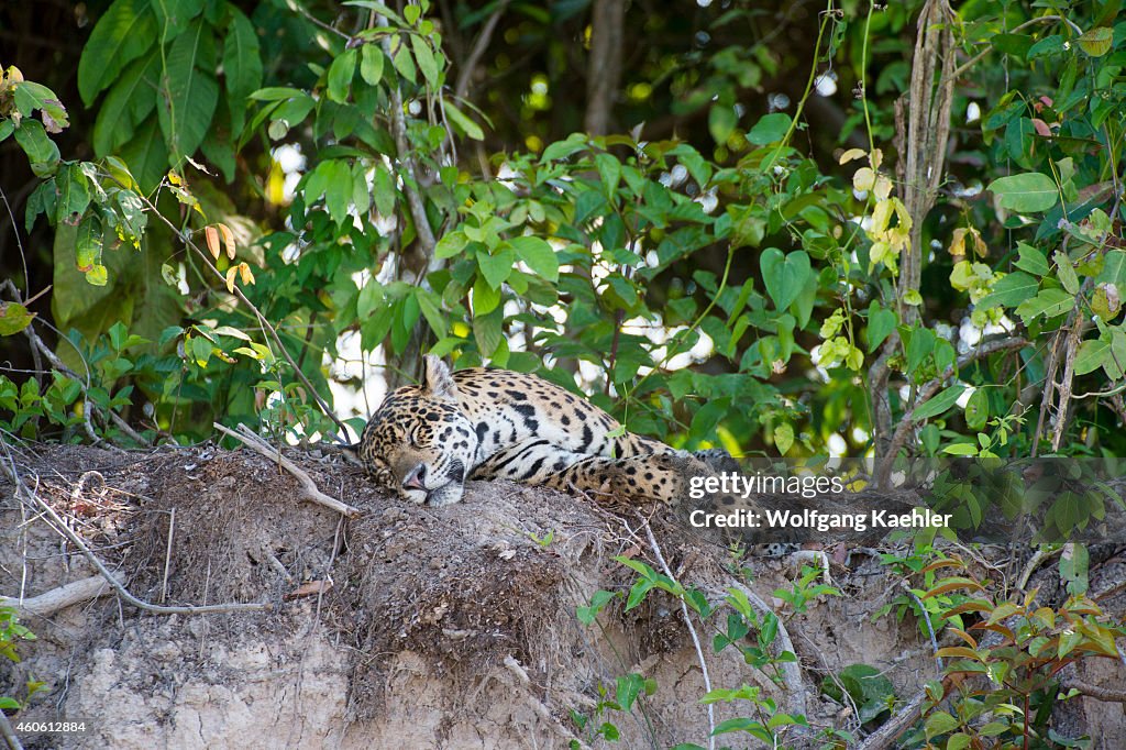 A Jaguar (Panthera onca) is sleeping on a river bank at one...