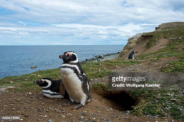 Magellanic Penguin couple in front of nesting burrow at the penguin sanctuary on Magdalena Island in the Strait of Magellan near Punta Arenas in...