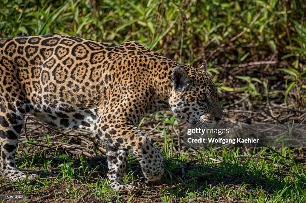Close-up of a Jaguar (Panthera onca) is walking along a...