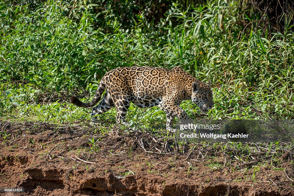 A Jaguar (Panthera onca) is walking along a river bank at...