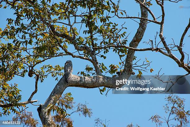 Great potoo perched in a tree near Porto Jofre in the northern Pantanal, Mato Grosso province in Brazil.