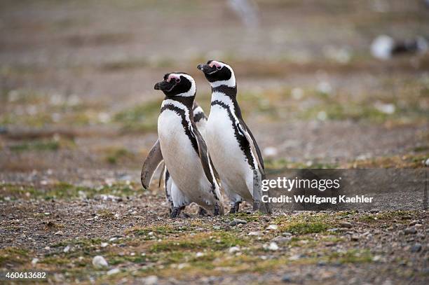 Magellanic Penguins at the penguin sanctuary on Magdalena Island in the Strait of Magellan near Punta Arenas in southern Chile.