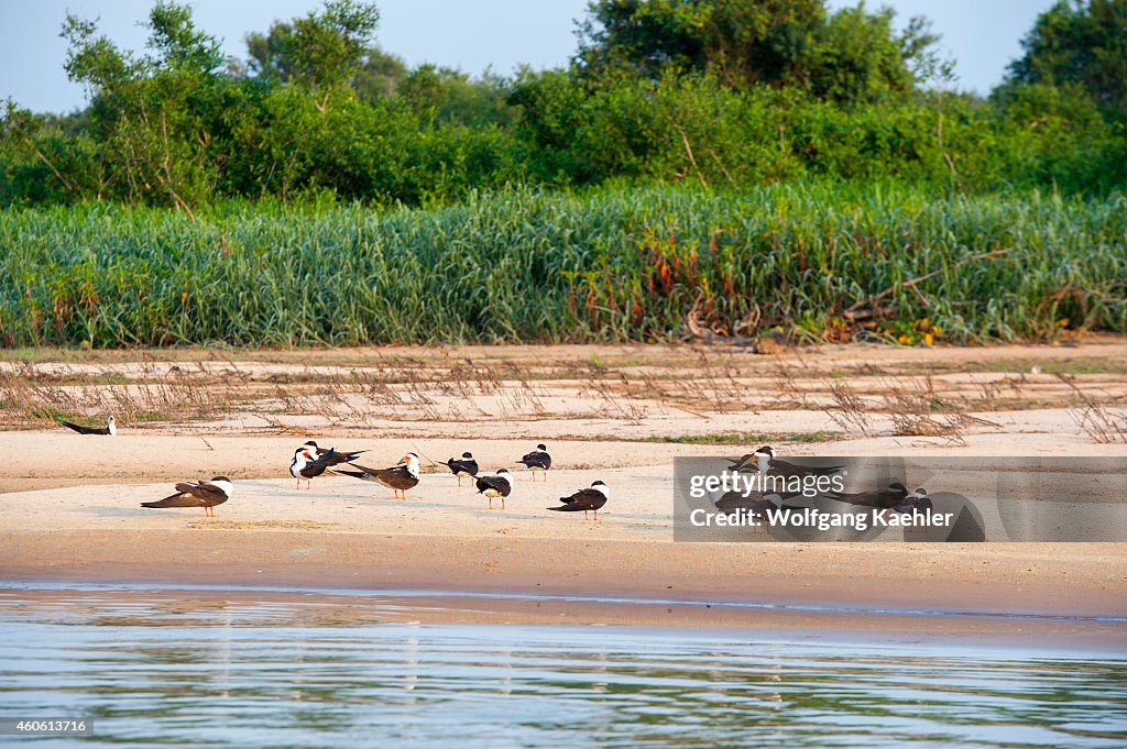 Black skimmers (Rynchops niger) on a sandbank of the Cuiaba...
