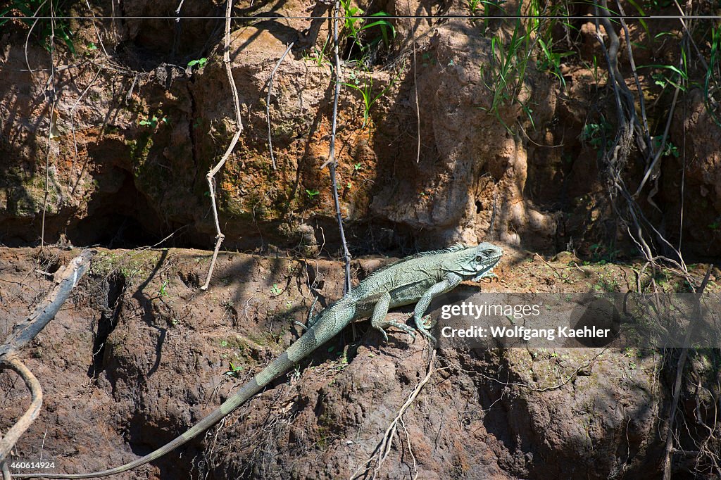 An iguana on the bank of a tributary of the Cuiaba River...