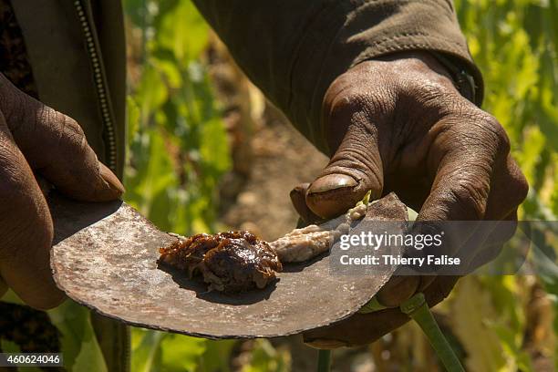 Man collects raw opium from the capsule of a poppy plant in the ethnic Palaung area . Myanmar is the world's second largest opium producer with a...