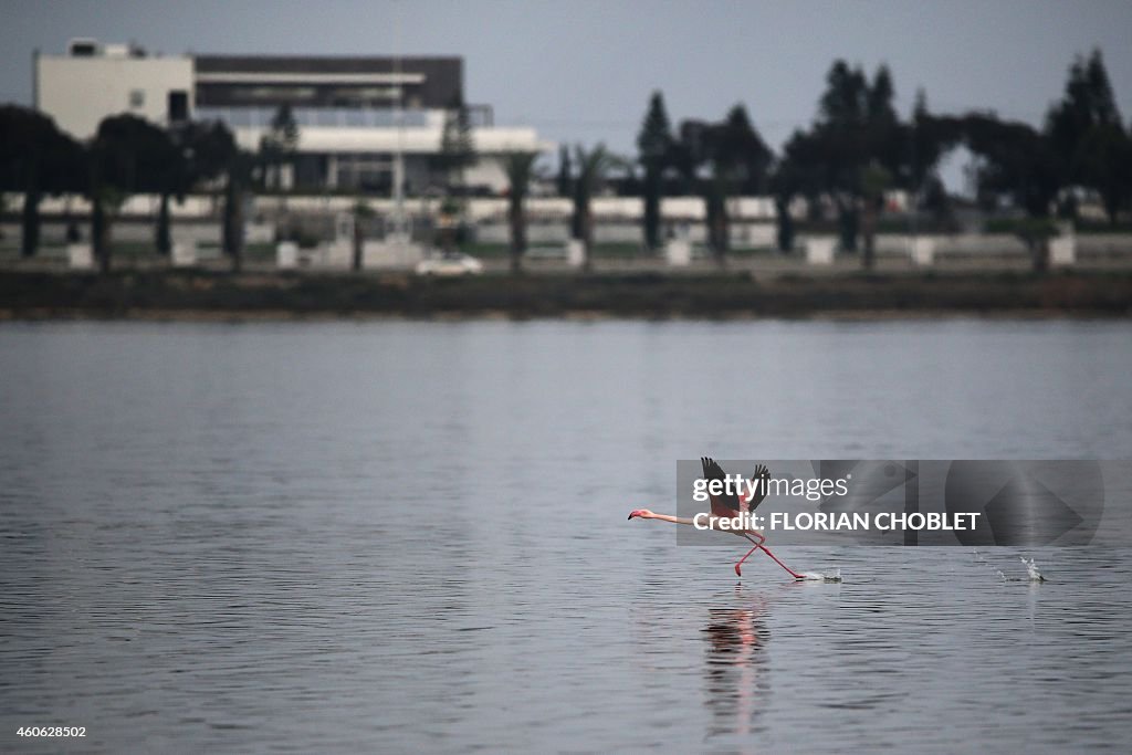 CYPRUS-ANIMAL-FLAMINGO