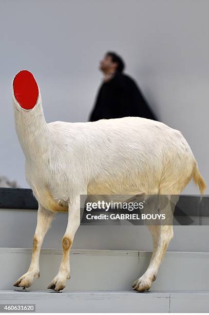 Picture shows a decapitated goat, an art piece by Chinese artist Huang Yong Ping, during a press preview of the exhibition "Bugarach" at the Maxxi...