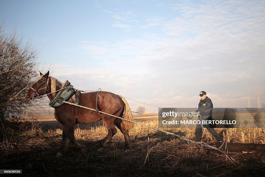 ITALY-HORSES-AGRICULTURE-MEAT