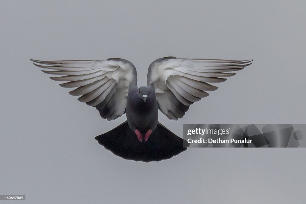 Pigeon  flying