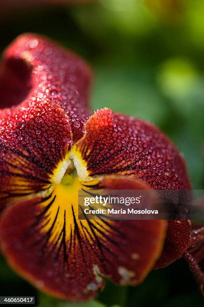a close-up of pansy flower covered with dew - pansy stock-fotos und bilder