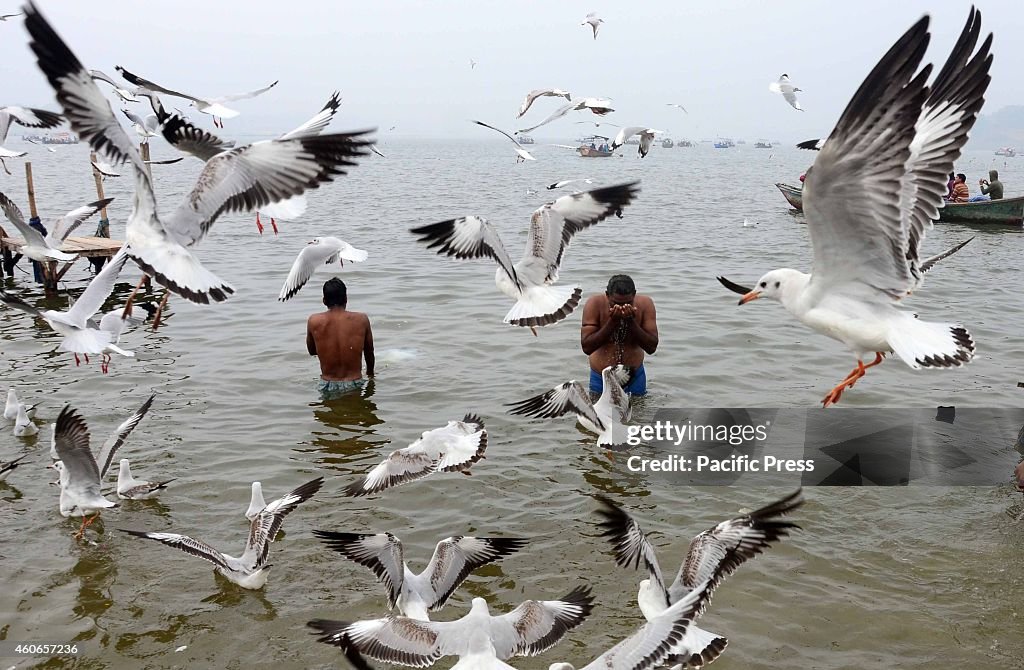 Seagulls fly as Hindu devotees taking holy dip at Sangam on...