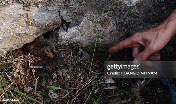 Vietnam-agriculture-animal,FEATURE by LE THANG LONG This picture taken on November 20, 2014 shows Tran Quang Thieu , nicknamed "Rat King", showing a...