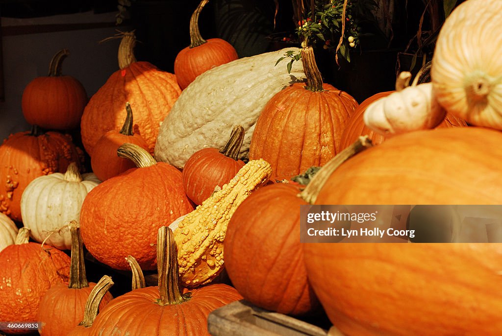 Assortment of winter squashes