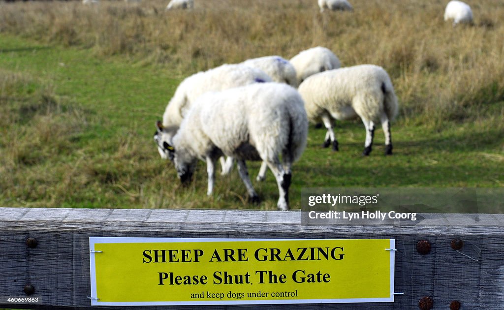 Domestic sheep grazing in gated field