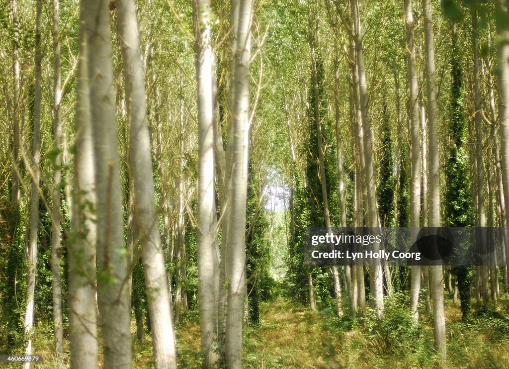 Blurred trees with dappled sunlight