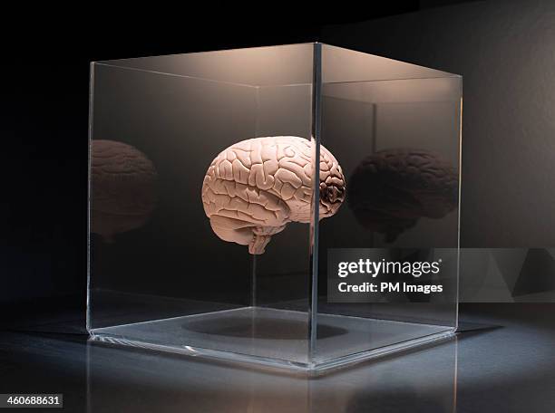 brain in a box - plexiglas stock pictures, royalty-free photos & images