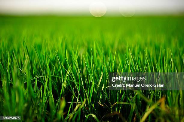 around the grass - grass close up stock pictures, royalty-free photos & images