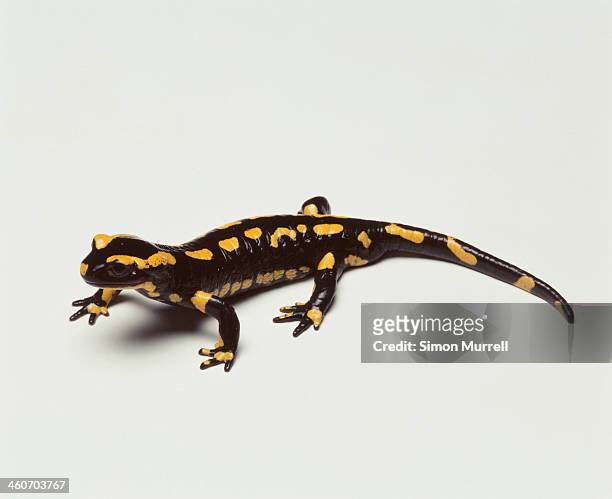 fire salamander, studio shot - salamandra fotografías e imágenes de stock