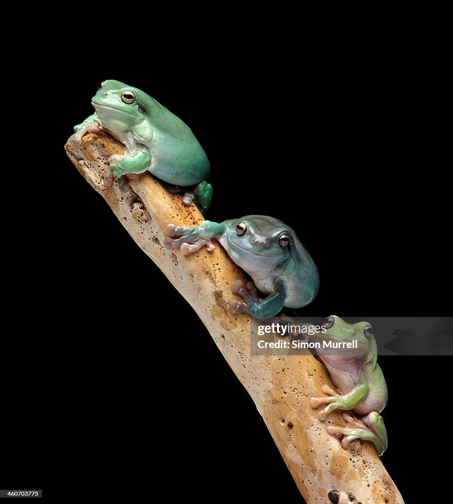 Three tree frogs on a branch