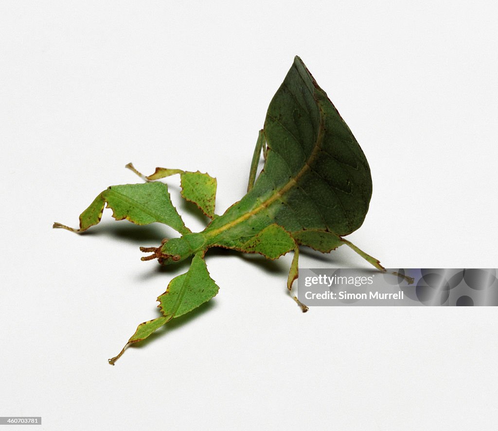 Leaf Insect, studio shot