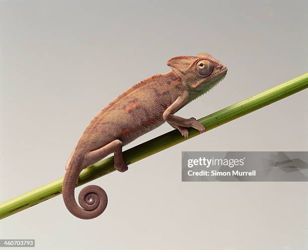 chameleon - chameleon white background stock pictures, royalty-free photos & images