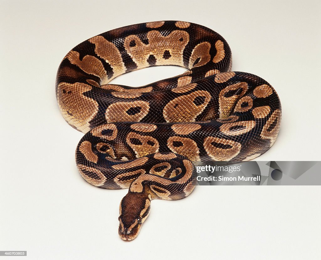 Royal Python/ Ball Python (Python regius), studio shot