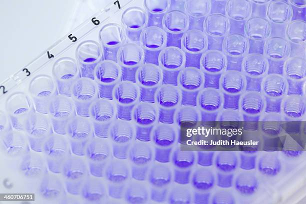 close up of 96-well microtiter plate with crystal violet solution to examine toxicity - 96 well plate stock pictures, royalty-free photos & images