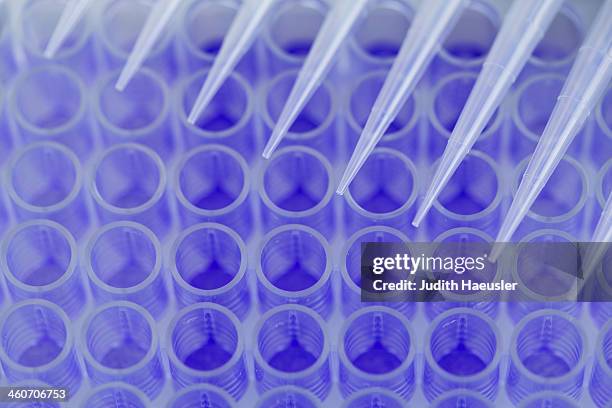 close up of 96-well microtiter plate with crystal violet solution to examine toxicity - 96 well plate stock pictures, royalty-free photos & images