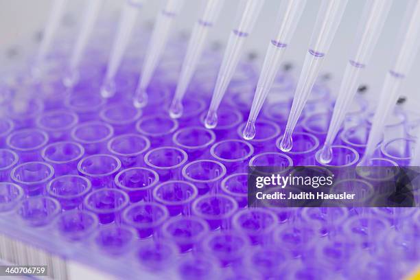 close up of 96-well microtiter plate with crystal violet solution to examine toxicity - examination closeup stockfoto's en -beelden