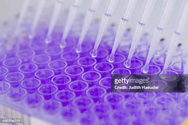 close up of 96-well microtiter plate with crystal violet solution to examine toxicity - test tube stock pictures, royalty-free photos & images