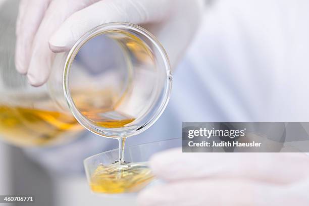 flask with growth medium (agar-medium) being poured into petri dish. bacterial growth - pallone di vetro foto e immagini stock