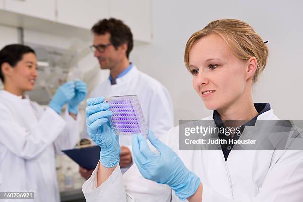 scientist with 96-well microtiter plate with crystal violet solution to examine toxicity - 96 well plate stock pictures, royalty-free photos & images