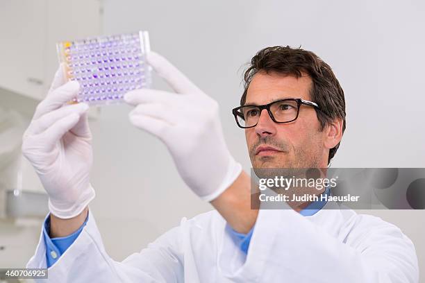 male scientist in laboratory with 96-well microtiter plate with crystal violet solution to examine toxicity - 96 well plate stock pictures, royalty-free photos & images