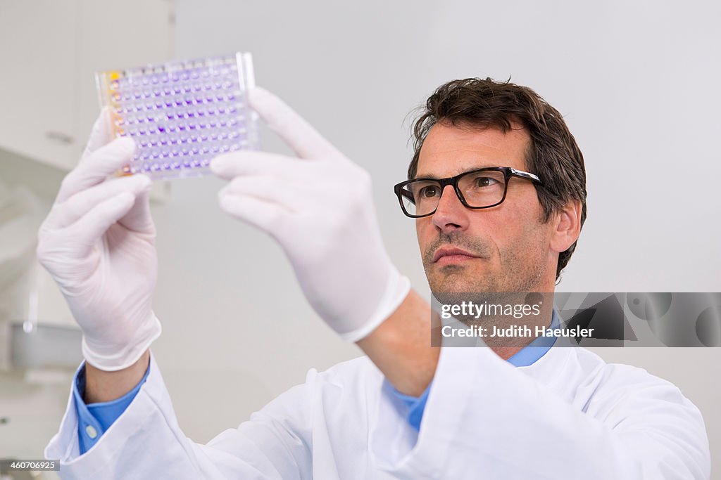 Male scientist in laboratory with 96-well microtiter plate with crystal violet solution to examine toxicity