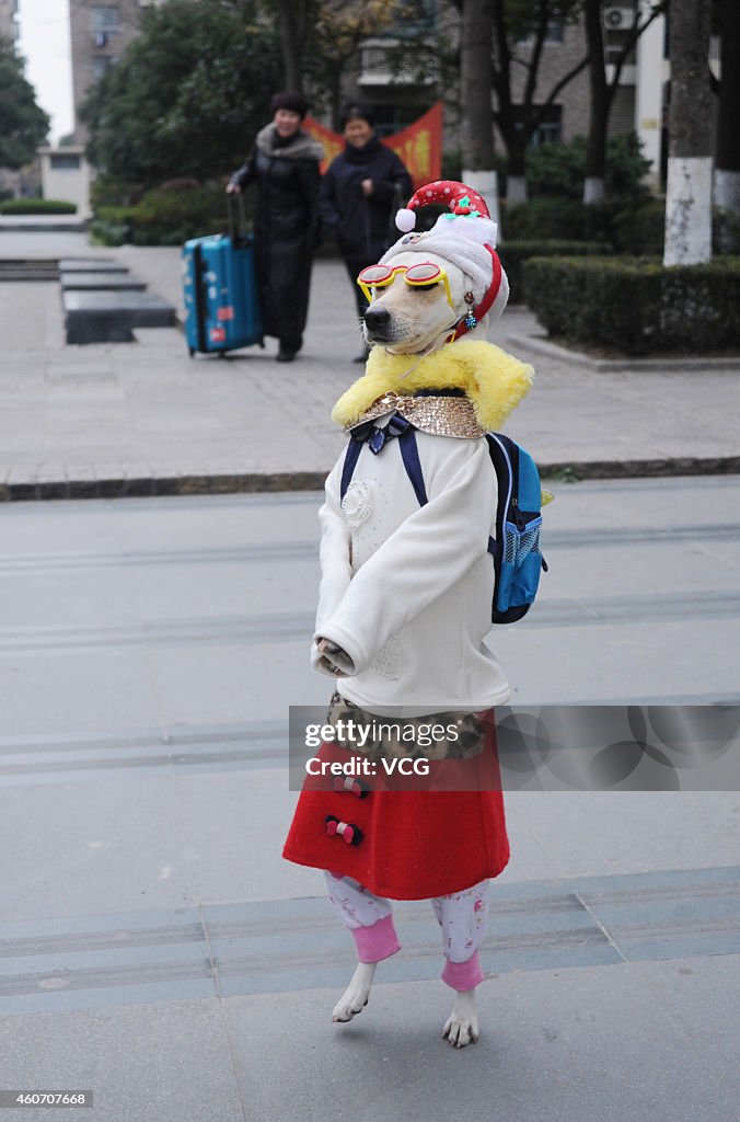 Dog Wearing Clothes Walks On Shanghai Pudong New District