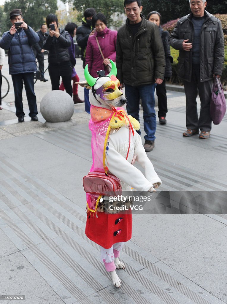 Dog Wearing Clothes Walks On Shanghai Pudong New District