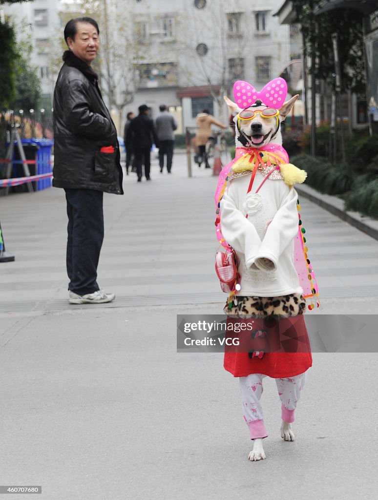 Dog Wearing Clothes Walks On Shanghai Pudong New District